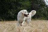 GOLDEN RETRIEVER 736